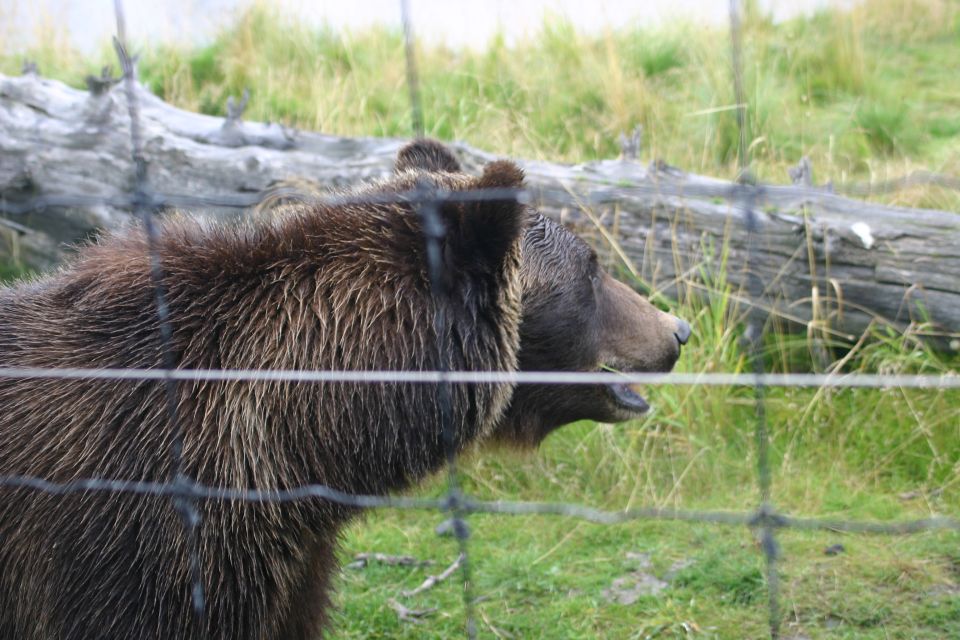 Bear behind a fence in a grassy area with a fallen log