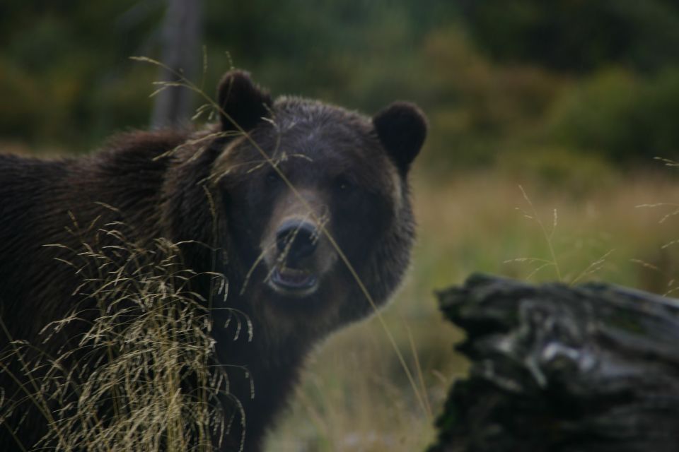 Grizzly bear peeking through tall grass near a fallen log