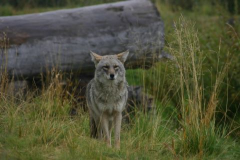 2003 Jeep TJ - Fox (almost looks like a wolf.)