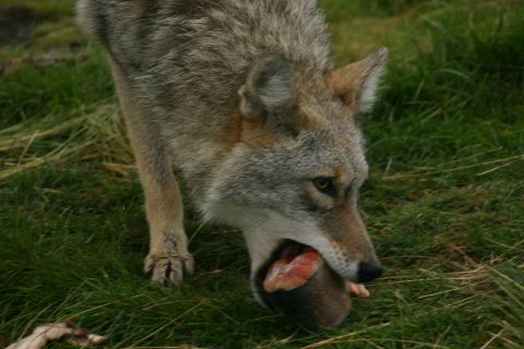 2003 Jeep TJ - A coyote is seen with a piece of meat in its mouth while standing on a grassy area.