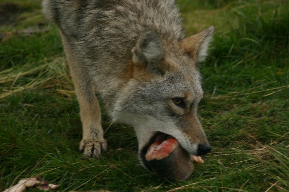 Coyote with a piece of meat in its mouth, standing on grass
