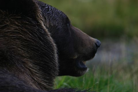 2003 Jeep TJ - A brown bear is captured in profile, its mouth open, with wet fur glistening against a backdrop of green grass and foliage.