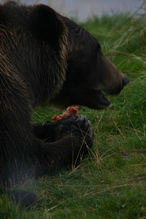 2003 Jeep TJ - A brown bear is shown eating its meal in a grassy outdoor environment.