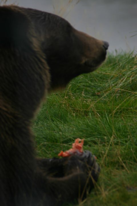 2003 Jeep TJ - A bear is eating something it holds in its paw while sitting in the grass.