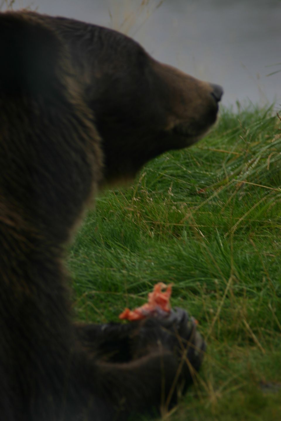 Bear in grass holding food in paw