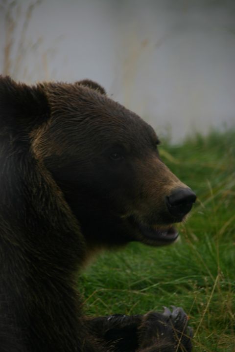 2003 Jeep TJ - A grizzly bear is captured in a close-up profile view, its mouth open slightly as it rests in a grassy field.