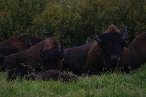 2003 Jeep TJ - A herd of bison rests in a grassy field, with a backdrop of trees and foliage.