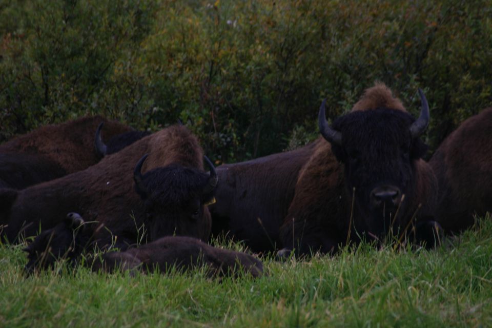 Herd of bison resting in grassy field with trees in background