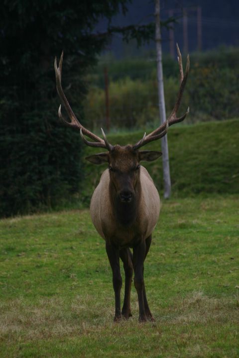 2003 Jeep TJ - A bull elk stands alert in a grassy clearing, its impressive antlers silhouetted against the trees.