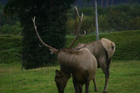 2003 Jeep TJ - Two elk with antlers graze in a grassy field with trees in the background.