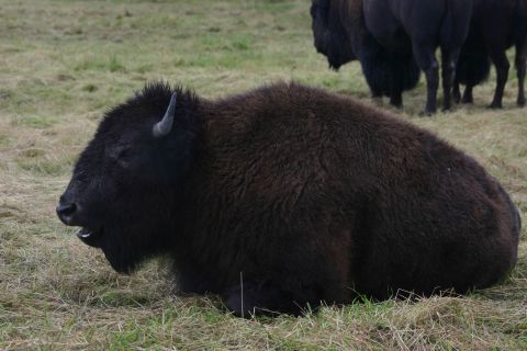2003 Jeep TJ - A bison rests in a field, with other bison visible behind it.