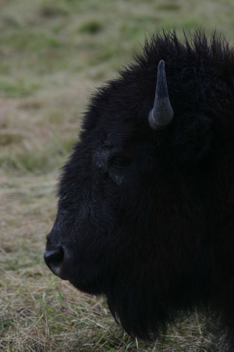 2003 Jeep TJ - A bison stands in a grassy field, its head turned to the left.
