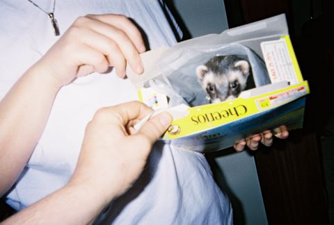 1990 Ford Bronco - A ferret pokes its head out of an upside-down Cheerios cereal box held by a person in a light blue T-shirt. No vehicle or vehicle part is v…