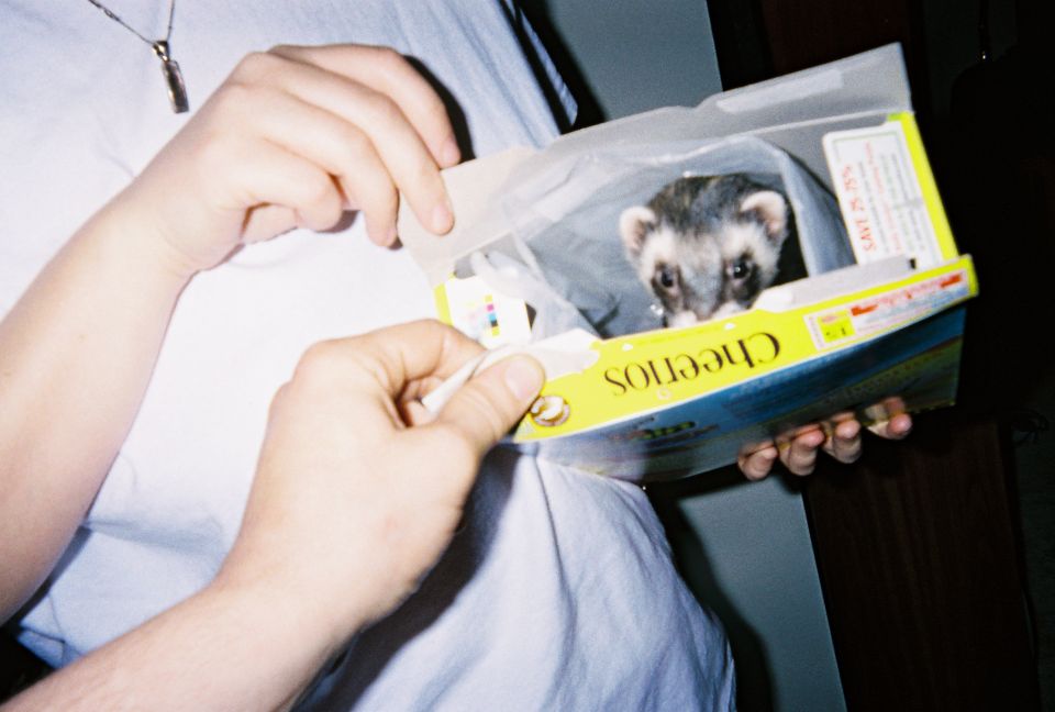 Ferret peeking out of a Cheerios box held by a person in a blue shirt
