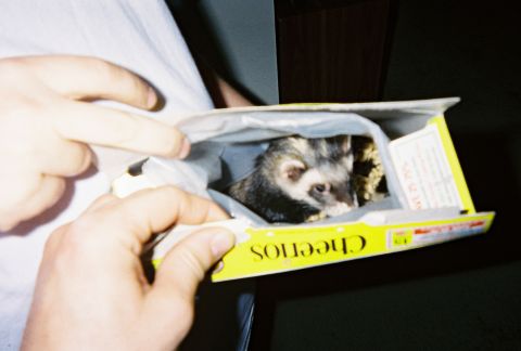 1990 Ford Bronco - A ferret is seen peeking out from inside a yellow Cheerios cereal box.