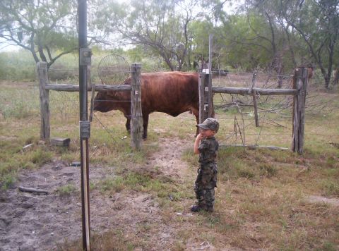 1986 Ford Bronco - The jackass decided he was going to go show the cows who was Boss. They came into the yard area expecting us to feed them. My son jumps dow…