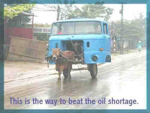 Blue truck pulled by a cow on a wet road