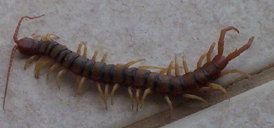 1995 Ford Bronco - A centipede is shown crawling on a textured surface.
