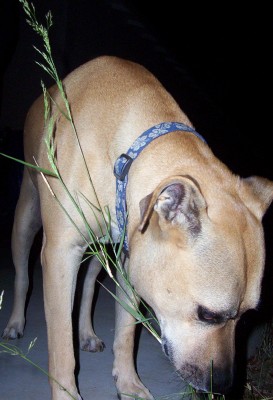 1995 Ford Bronco - A tan dog wearing a blue patterned collar sniffs at a blade of grass in the dark, with a Supermotors logo at the bottom.