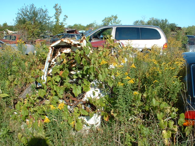 Junkyard scene with overgrown vegetation obscuring several vehicles, including a white minivan and parts of other cars
