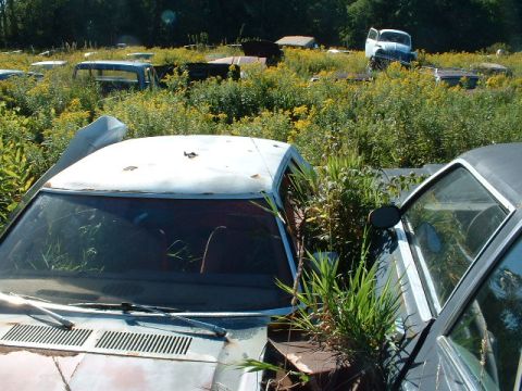 1978 Ford Mustang II - Overgrown vegetation encroaches on the interior of a car in a junkyard setting, with other vehicles visible in the background.