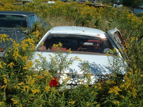 1978 Ford Mustang II - Junkyard scene with a white 1978 Ford Mustang II coupe partially obscured by vegetation.