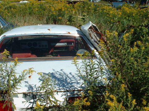 1978 Ford Mustang II - This car's interior is barely visible through the weeds and overgrowth.