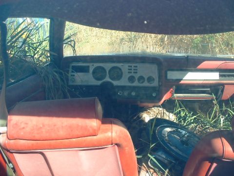 1978 Ford Mustang II - The interior of a 1978 Ford Mustang II is visible, with vegetation growing inside and around the vehicle.