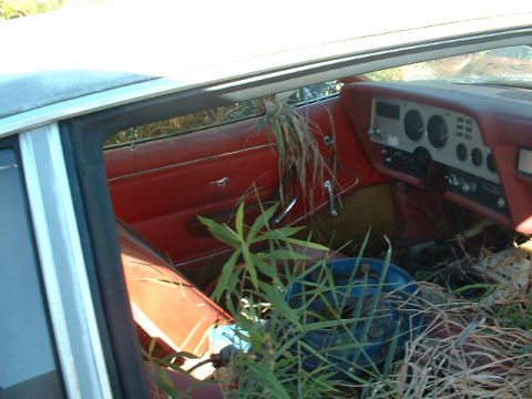 1978 Ford Mustang II - The interior of a 1978 Ford Mustang II shows red upholstery and a dashboard, partially obscured by overgrown plants.