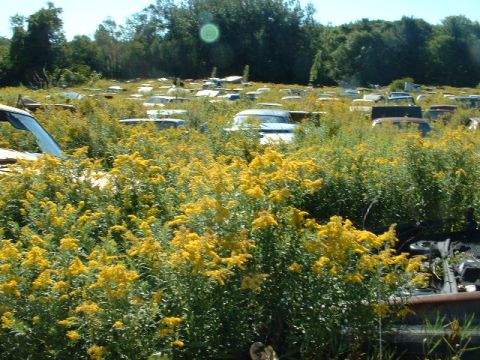 1978 Ford Mustang II - A junkyard filled with many old cars, overgrown with weeds and wildflowers under a clear sky.