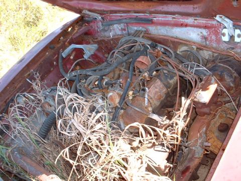 1978 Ford Mustang II - The engine bay of a neglected vehicle is filled with tangled wires and dry grass, showing significant rust.