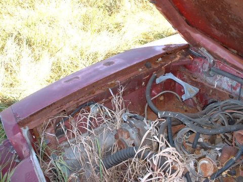 1978 Ford Mustang II - The engine bay of a neglected vehicle, showing significant rust and overgrowth.