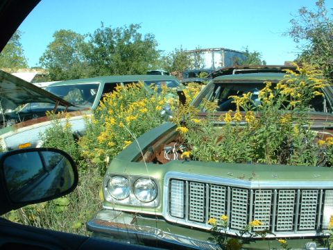 1978 Ford Mustang II - A green 1975 Ford Torino sits in a junkyard, overgrown with weeds and yellow flowers.