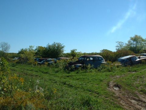 1978 Ford Mustang II - A collection of abandoned vehicles sits in a grassy field, partially obscured by vegetation.
