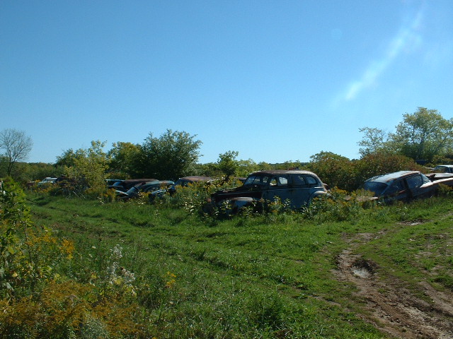 Several old cars overgrown with weeds in a junkyard under a clear blue sky