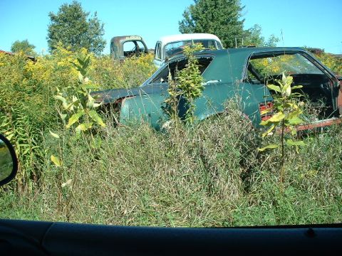 1978 Ford Mustang II - Overgrown vegetation surrounds a green car in a junkyard, with other vehicles partially visible in the background.
