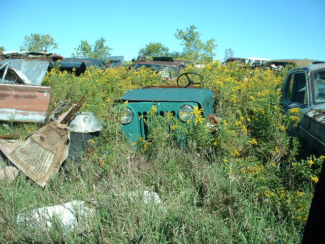 Green Jeep CJ front end overgrown with weeds in a junkyard, other car parts visible