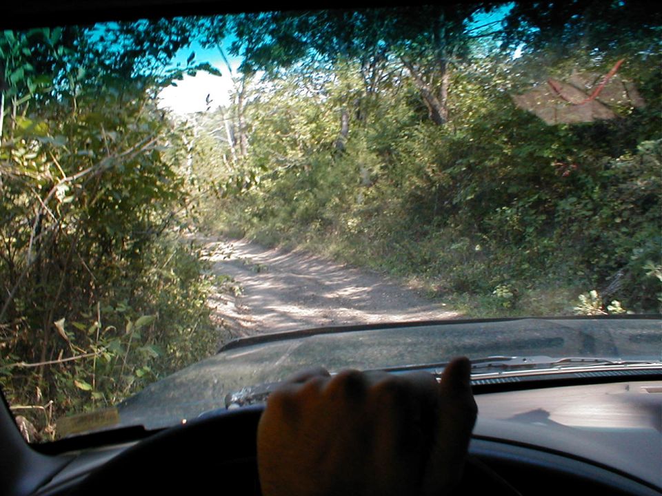 View from inside a vehicle driving on a dirt path surrounded by trees