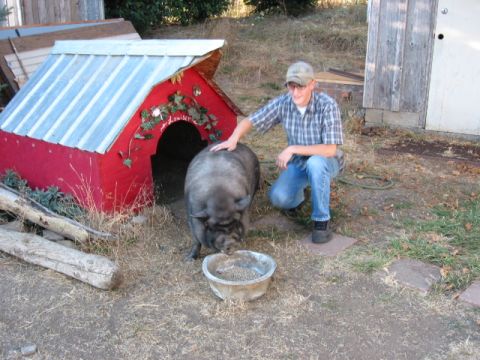 1991 Ford Explorer - A man pets a large pig next to its red doghouse, with a bowl of food in front of the pig.
