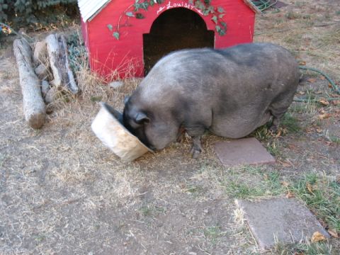1991 Ford Explorer - A large pig is seen eating from a bowl in front of a red dog house.