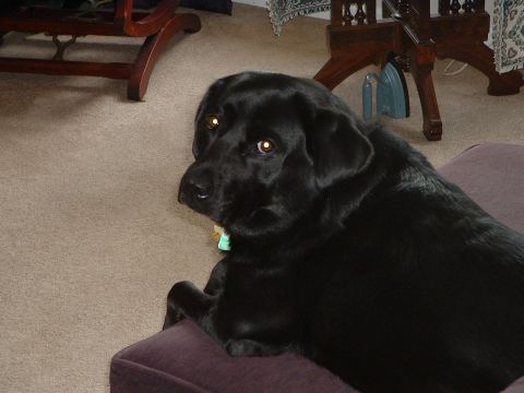 1994 Ford Bronco - dog, looking guilty