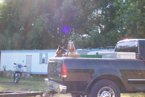 1979 Ford F-150 - Two dogs are in the bed of a truck next to a toolbox. A motorcycle is parked in the background.