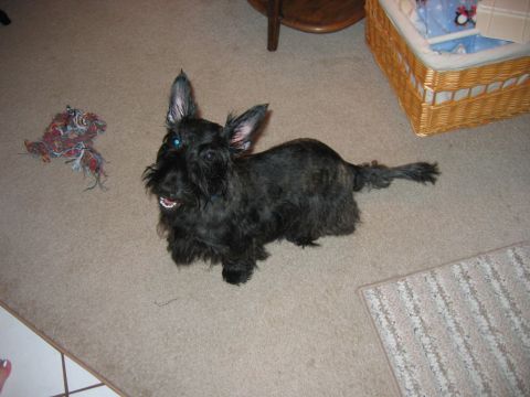 1985 Ford LTD Crown Victoria - A Scottish Terrier dog sits on a carpeted floor next to a toy, with a wicker basket visible.