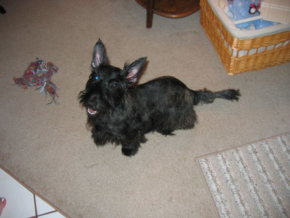 Black Scottish Terrier dog on carpet with a toy and a wicker basket in background