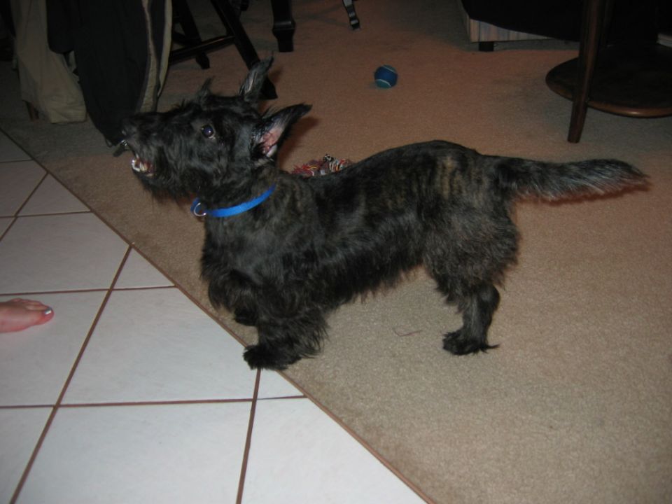 Black Scottish Terrier with a blue collar standing on carpet