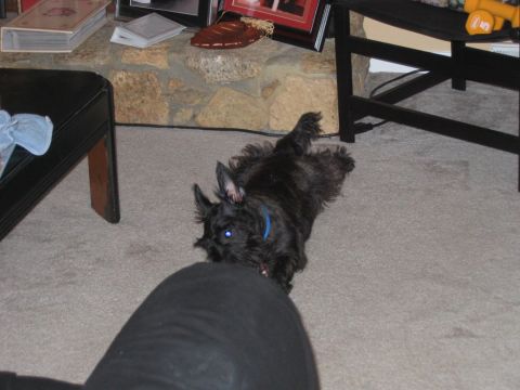 1985 Ford LTD Crown Victoria - A black Scottish Terrier dog is lying on its back on a carpeted floor, looking towards the camera.