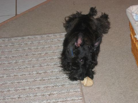 1985 Ford LTD Crown Victoria - A black scottish terrier is lying on a carpeted floor and chewing on a bone.