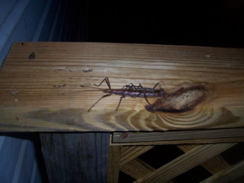 1995 Ford Bronco - Two stick insects are visible on a wooden beam in this close-up photo.