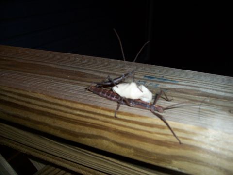 1995 Ford Bronco - Two stick insects are mating on a wooden railing at night.