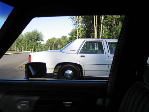 1991 Ford LTD Crown Victoria - View through a car window of a white four-door sedan parked on asphalt with tall trees in the background.